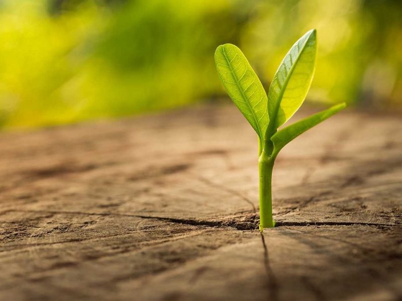 Photo of a green sprout gtrowing from a stump.